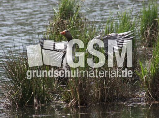 11-C-Graugans 121.jpg